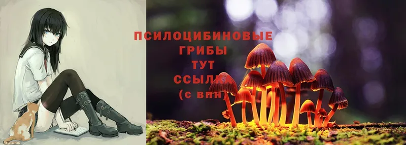 Галлюциногенные грибы Cubensis  Переславль-Залесский 